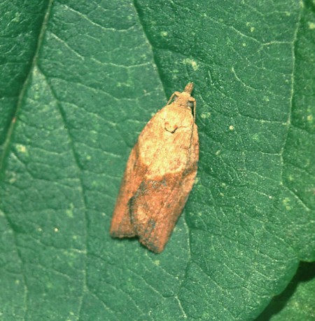 Light Brown Apple Moth Epiphyas postvittana