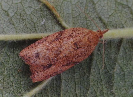 Light Brown Apple Moth Epiphyas postvittana