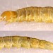 Larva • Wallasey, Cheshire. September 1999. On Daucus carota • © Ian Smith