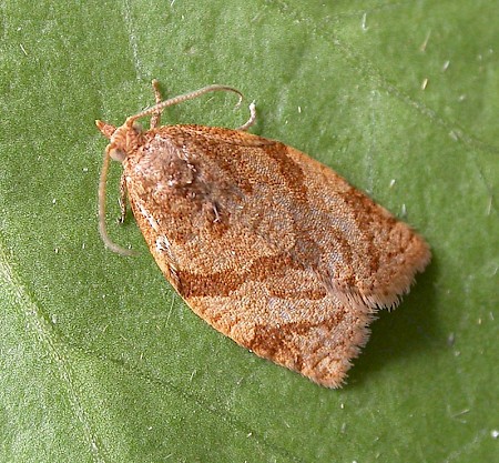 Summer Fruit Tortrix Adoxophyes orana