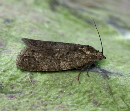 Adult • Upton Warren, Worcs. • © Oliver Wadsworth