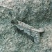 Male • Gait Barrows NNR, Lancashire • © Rob Petley-Jones