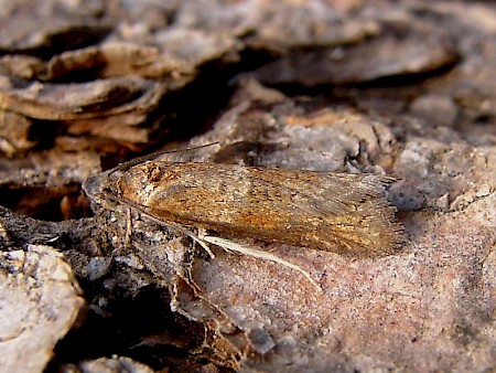 Tortricodes alternella