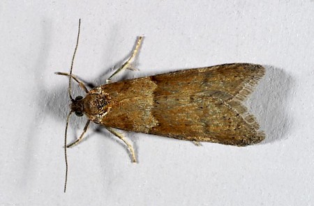 Tortricodes alternella