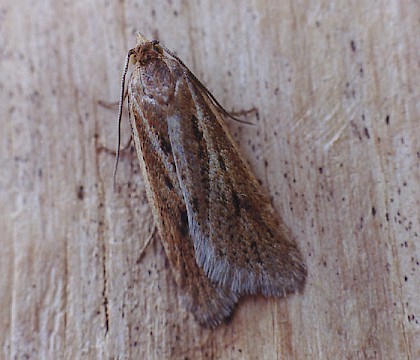 Adult • Gait Barrows NNR, Lancashire • © Ian Kimber