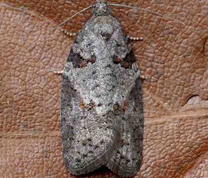 Adult • Tyddesley Wood, Worcestershire • © Oliver Wadsworth