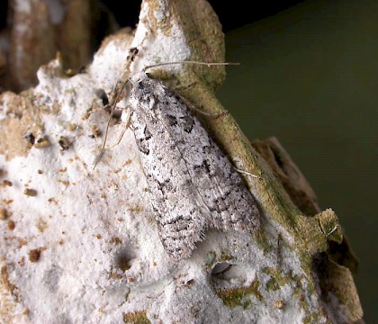 Adult • Lleyn, Caernarvonshire • © Ian Kimber