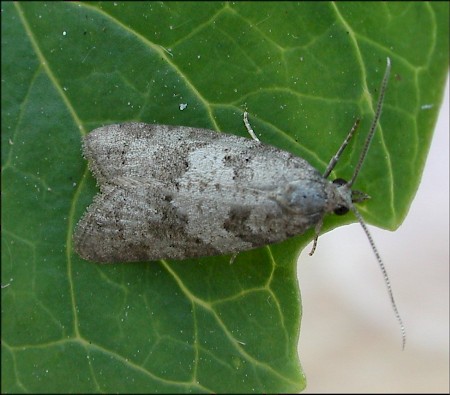 Light Grey Tortrix Cnephasia incertana