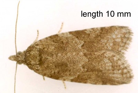 Light Grey Tortrix Cnephasia incertana