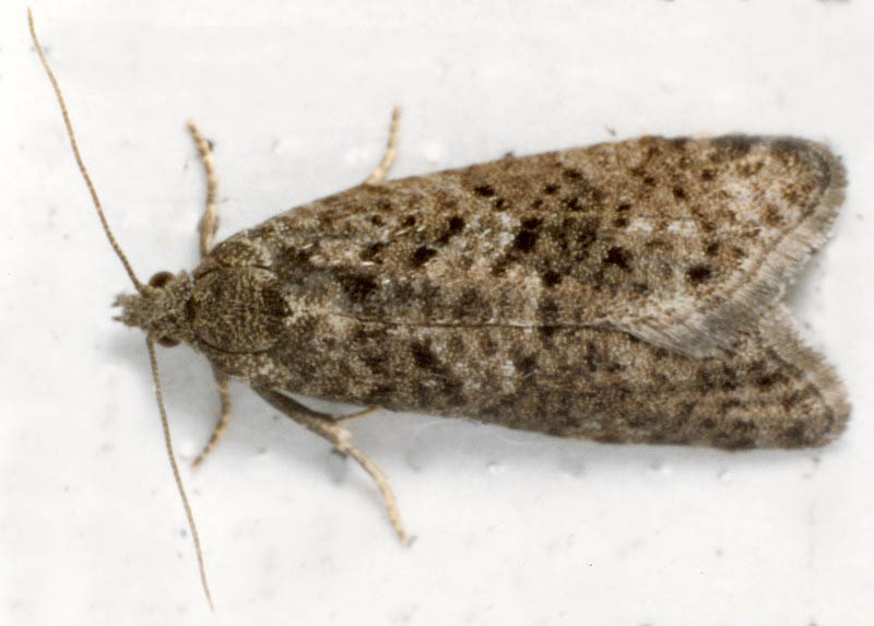 Flax Tortrix Adult | UKmoths