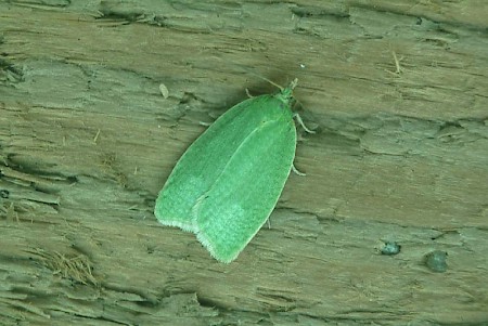 Green Oak Tortrix Tortrix viridana