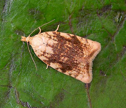 Adult • Thurstaston Common, Merseyside, reared from larva • © Ben Smart