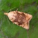 Adult • Thurstaston Common, Merseyside, reared from larva • © Ben Smart