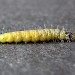 Larva • Thurstaston Common, Merseyside • © Ben Smart