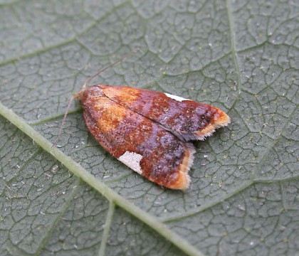 Adult • Denham, Suffolk • © Nigel Whinney