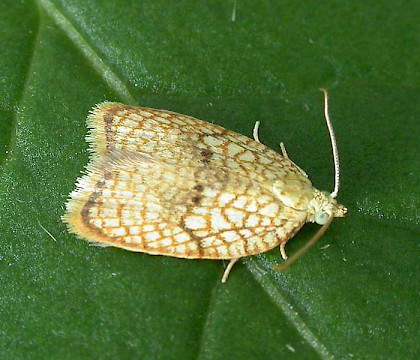 Adult • Littleborough, Lancs • © Ian Kimber