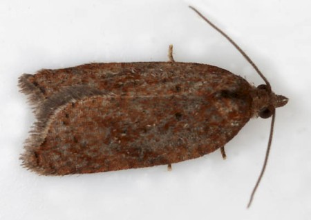 Acleris caledoniana