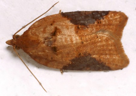 Acleris laterana