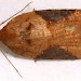 Adult • July - ex larva on Spiraea salicifolia May. Gen det. S.M. Palmer • © Ian Smith