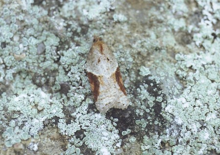 Acleris laterana