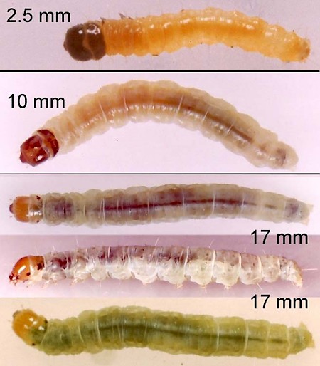 Acleris laterana