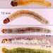 Larvae • On Spiraea salicifolia agg. May and June • © Ian Smith