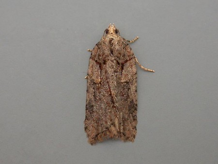 Acleris abietana