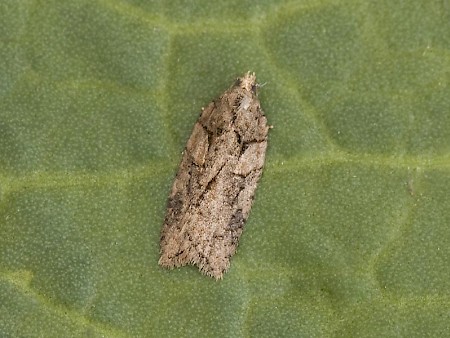 Acleris abietana