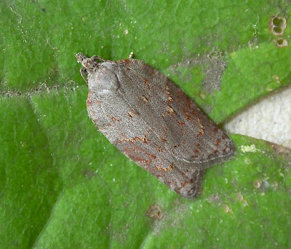 Adult • Reared from larva on Acer campestre, Chorlton, Greater Manchester • © Ben Smart