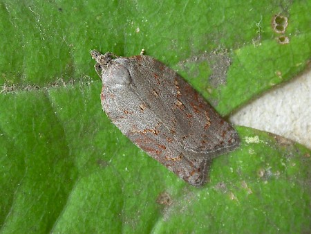 Acleris sparsana