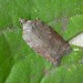 Adult • Reared from larva on Acer campestre, Chorlton, Greater Manchester • © Ben Smart