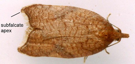 Rhomboid Tortrix Acleris rhombana