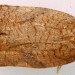 Adult • September, ex larva in spun Crataegus • © Ian Smith
