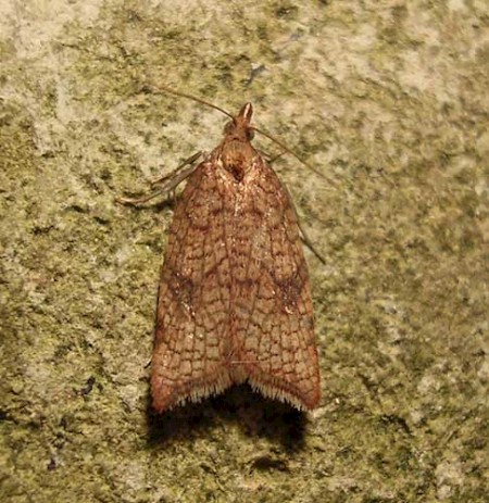 Rhomboid Tortrix Acleris rhombana