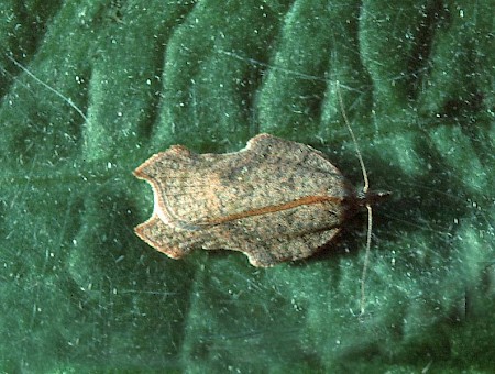 Acleris emargana