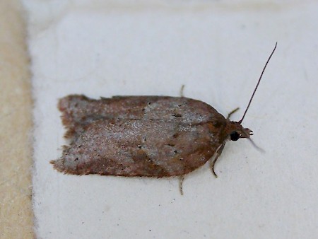 Acleris schalleriana