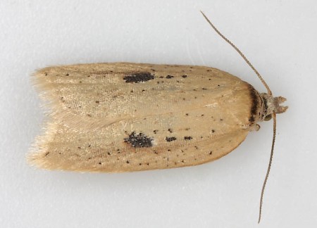 Acleris lorquiniana