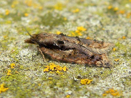 Acleris umbrana