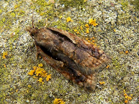 Acleris umbrana