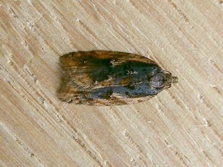 Acleris umbrana