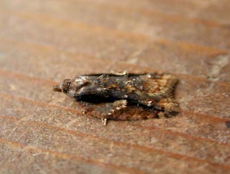 Acleris umbrana