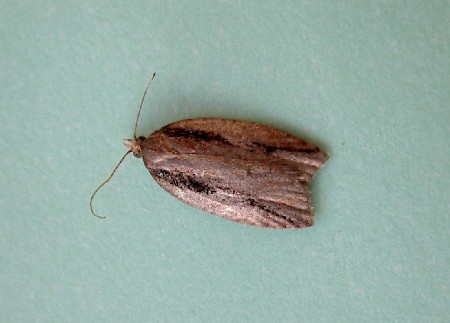 Acleris umbrana Adult | UKmoths