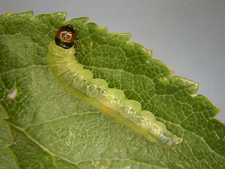 Acleris umbrana