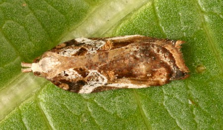 Acleris cristana