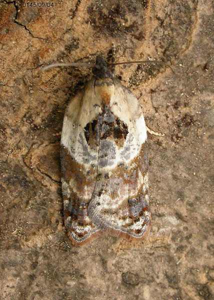 Garden Rose Tortrix Acleris variegana