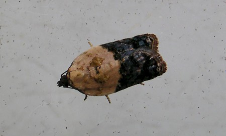 Garden Rose Tortrix Acleris variegana