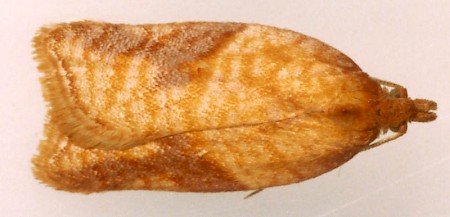 Acleris aspersana