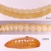 Larva • Early instar larva on Helianthemum, June. Imago reared. • © Ian Smith