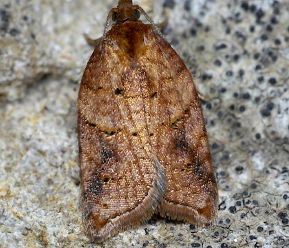 Adult • Strumpshaw Fen, Norfolk • © Oliver Wadsworth