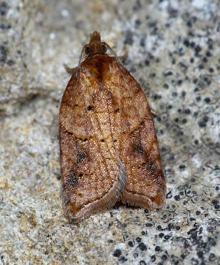 Acleris shepherdana